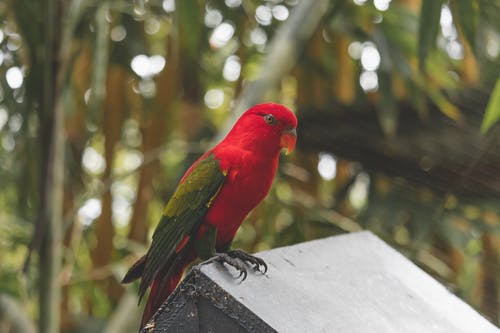 有关動物, 家畜, 折衷鹦鹉的免费素材图片