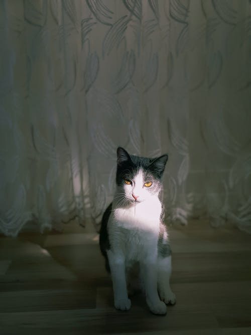 有关動物, 國內, 坐的免费素材图片