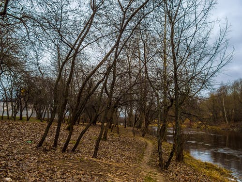 有关下落, 乾枯, 光秃秃的树木的免费素材图片