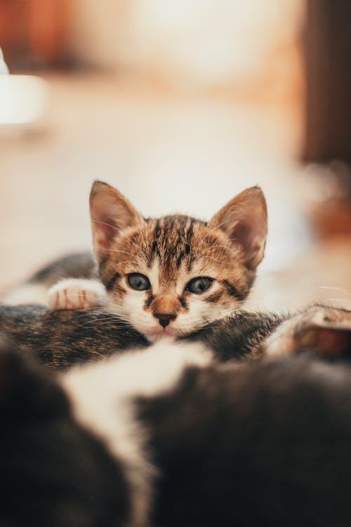 有关動物, 可愛, 可愛的的免费素材图片