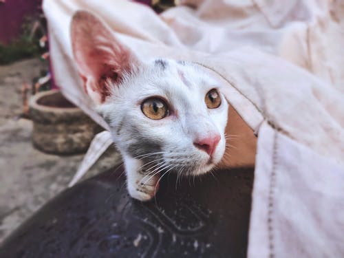 有关可愛, 可愛的, 家畜的免费素材图片