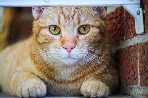 有关動物, 哺乳動物, 國內的免费素材图片