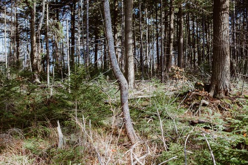 有关天性, 戶外, 林地的免费素材图片