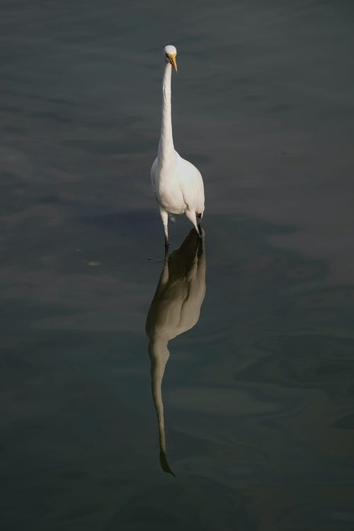 有关垂直拍摄, 涉水鸟, 白鷺的免费素材图片