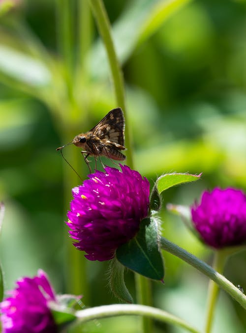 有关垂直拍摄, 授粉, 昆蟲學的免费素材图片