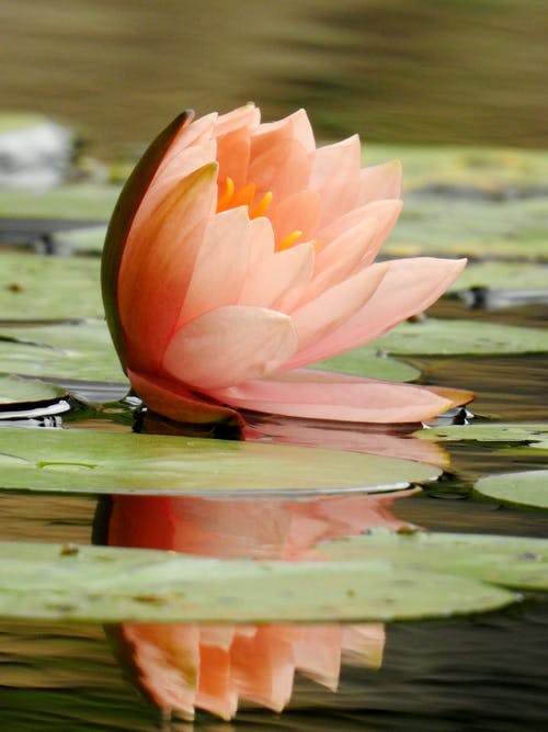 有关垂直拍摄, 植物群, 樹葉的免费素材图片