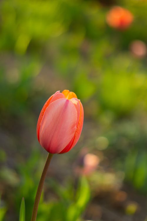 有关垂直拍摄, 戶外, 植物背景的免费素材图片