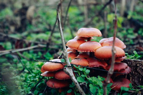 在绿色草地上的棕色蘑菇 · 免费素材图片
