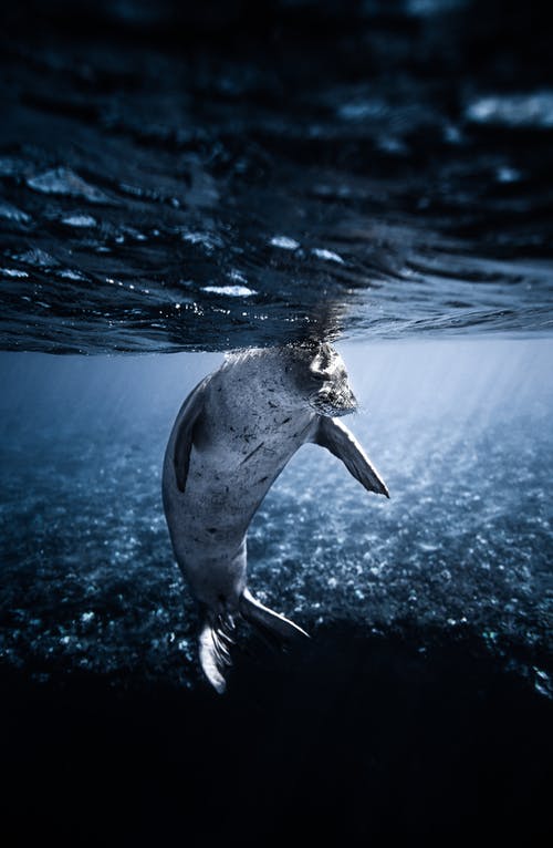 水中的灰海豚 · 免费素材图片