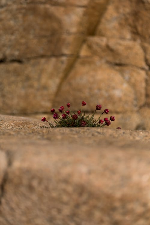 有关岩石, 棕色, 灰色混凝土的免费素材图片