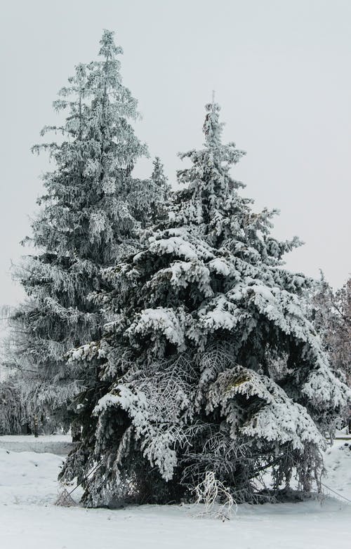有关冷冰的, 大雪覆盖, 针叶树的免费素材图片