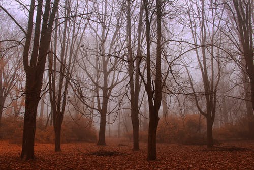 有关分支機構, 叶儿, 天性的免费素材图片