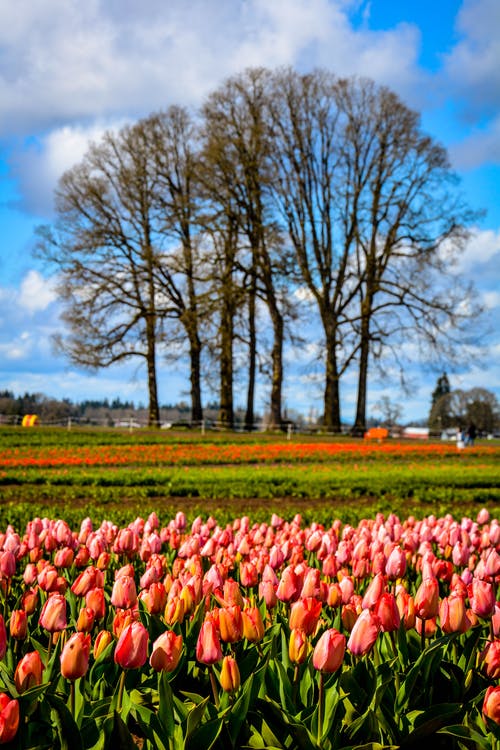 有关垂直拍摄, 壁紙, 植物群的免费素材图片