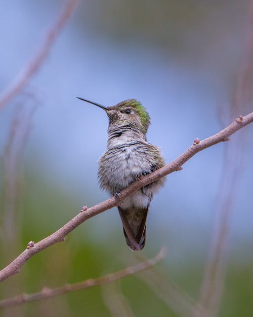 有关低角度拍攝, 動物, 可愛的免费素材图片
