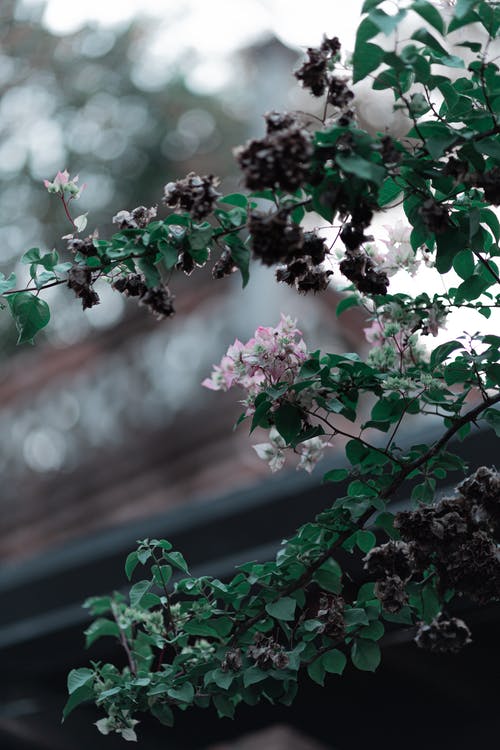 有关分支機構, 垂直拍摄, 模糊的背景的免费素材图片