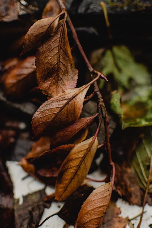 布朗干叶在洁白的雪地上 · 免费素材图片