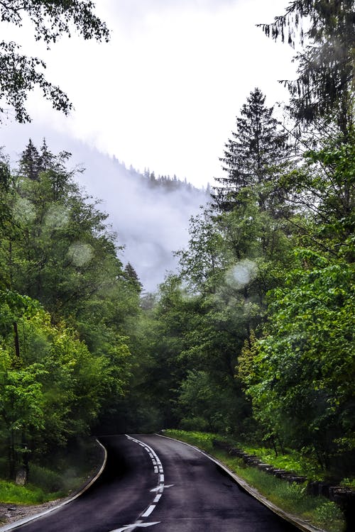 有关绿树, 路, 高的免费素材图片