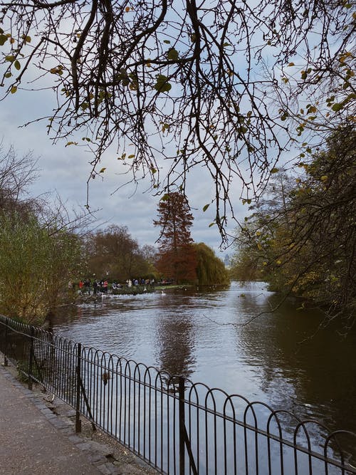 有关分支機構, 垂直拍摄, 湖的免费素材图片