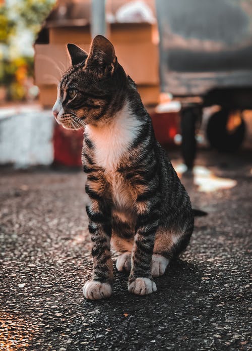 有关動物, 可愛, 可愛的的免费素材图片