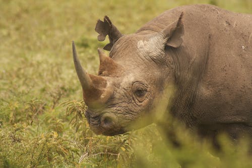 有关動物園, 動物攝影, 喇叭的免费素材图片