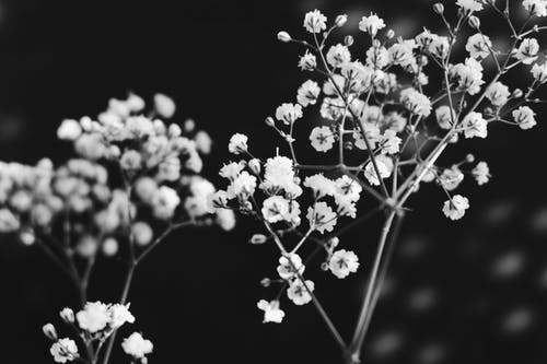 花盛开的灰度摄影 · 免费素材图片