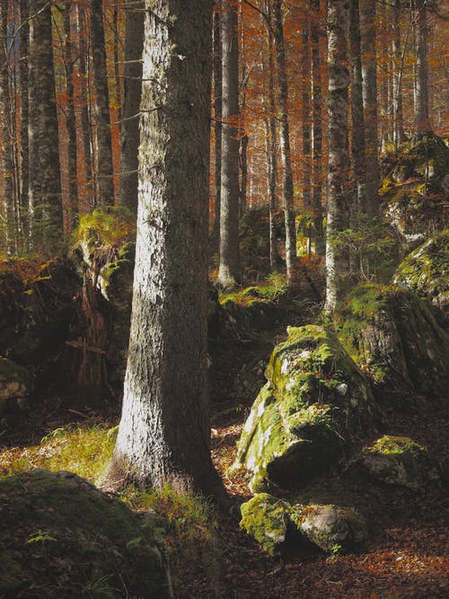 的照片森林 · 免费素材图片