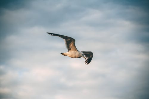 有关水禽, 羽毛, 翅膀的免费素材图片