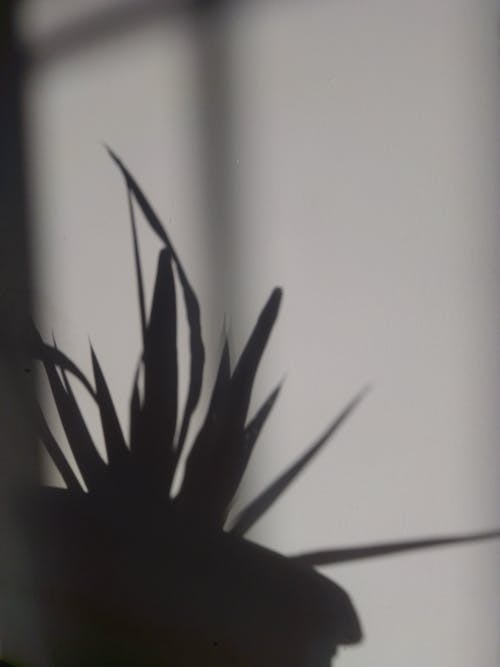 有关剪影, 垂直拍摄, 尖的免费素材图片