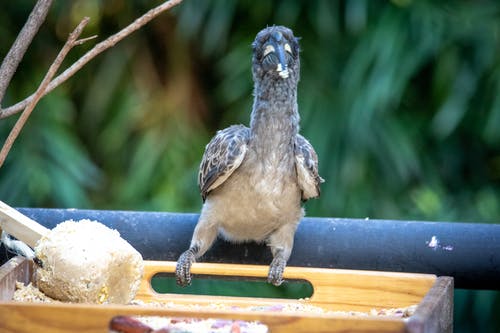 有关棲息, 特写, 犀鳥的免费素材图片