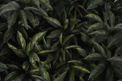 有关植物, 植物的, 濕的免费素材图片