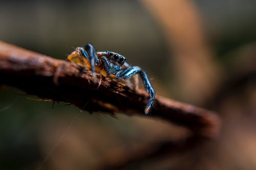 有关宏觀, 毛茸茸, 無脊椎動物的免费素材图片
