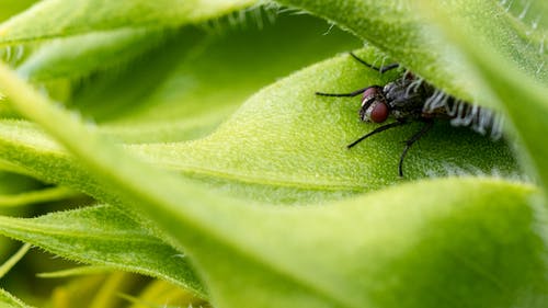 有关昆蟲, 棲息, 樹葉的免费素材图片