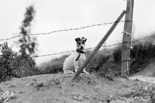 有关動物, 單色, 土的免费素材图片