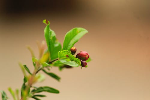 有关分公司, 增長, 樹葉的免费素材图片
