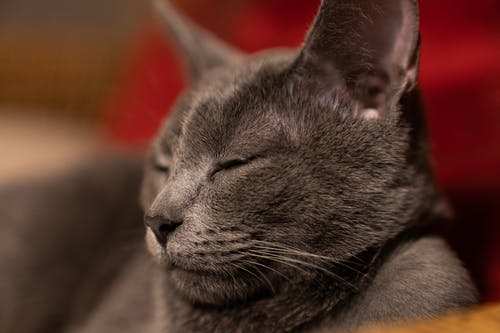 有关俄罗斯猫, 動物, 可愛的免费素材图片