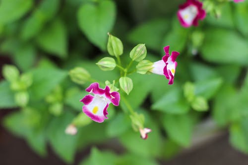 有关不要碰我, 天性, 工厂的免费素材图片