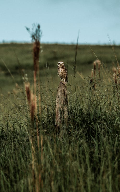 有关動物, 動物攝影, 原本的免费素材图片