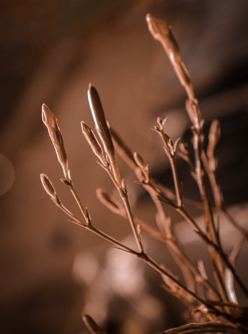 有关垂直拍摄, 增長, 工厂的免费素材图片