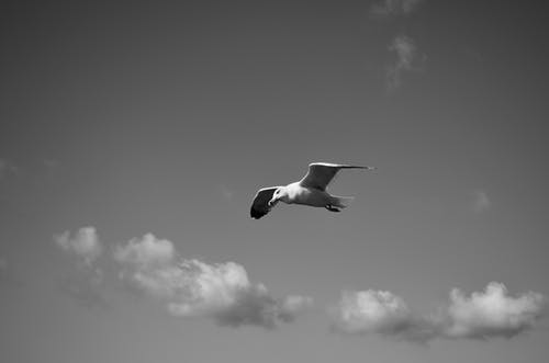 有关單色, 天空, 灰階的免费素材图片
