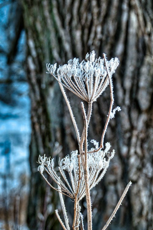 有关大雪覆盖, 工厂, 白霜的免费素材图片