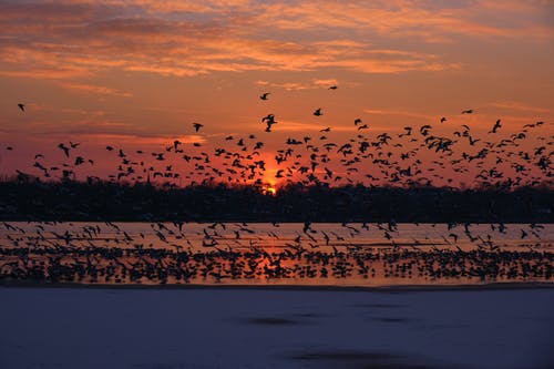 有关一群鳥, 側面, 天性的免费素材图片