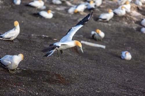 有关一群鳥, 動物攝影, 北方塘鹅的免费素材图片