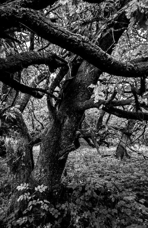 有关分支機構, 垂直拍摄, 天性的免费素材图片