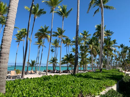 有关天性, 棕櫚樹, 椰子樹的免费素材图片