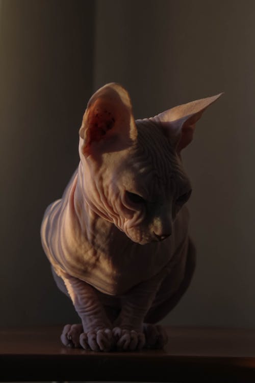 有关動物, 可愛, 可愛的的免费素材图片