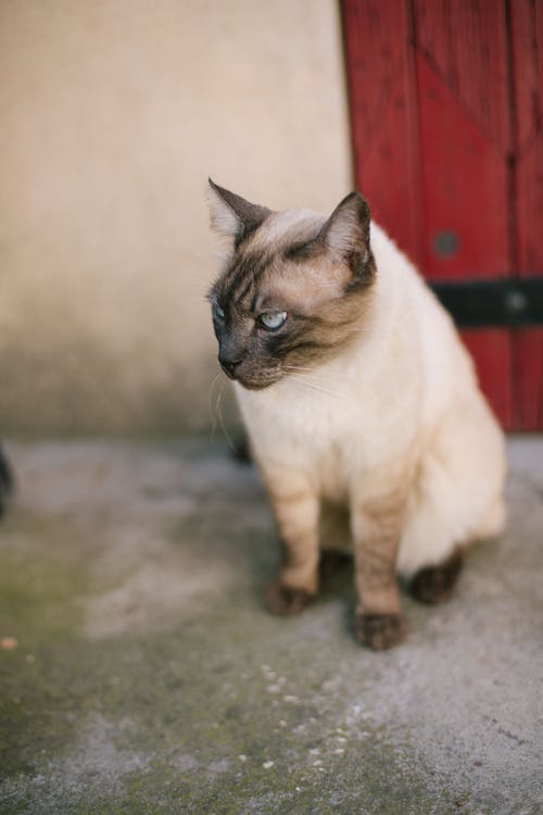 有关動物, 可愛, 哺乳動物的免费素材图片