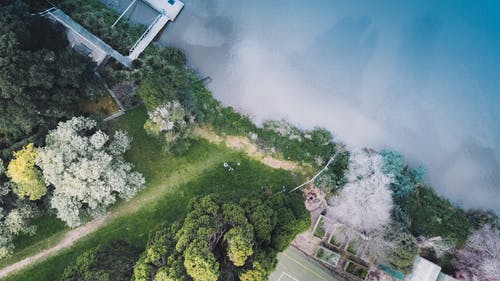 有关岸邊, 樹木, 水的免费素材图片