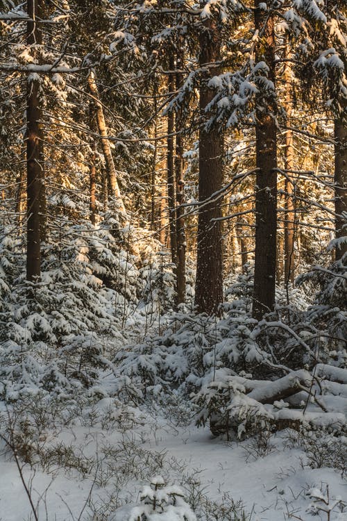 有关下落, 下雪的, 冷的免费素材图片