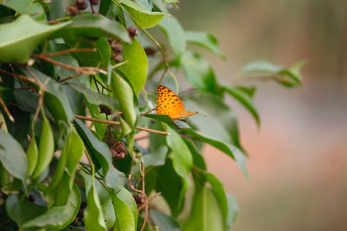 黄色和黑色的蝴蝶，在绿色的植物上 · 免费素材图片