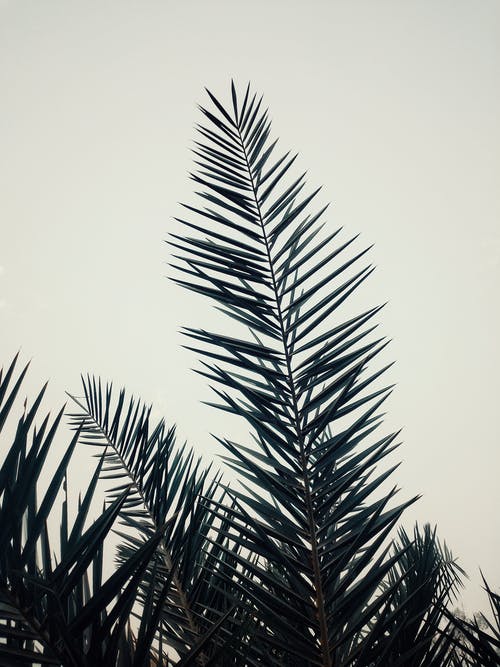 有关垂直拍摄, 壁紙, 棕櫚樹葉的免费素材图片